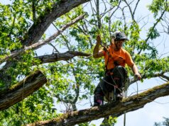 Budgeting for Tree Removal: How Much Does It Really Cost?